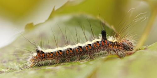 Réf. 345 235 : Acronicta psi
